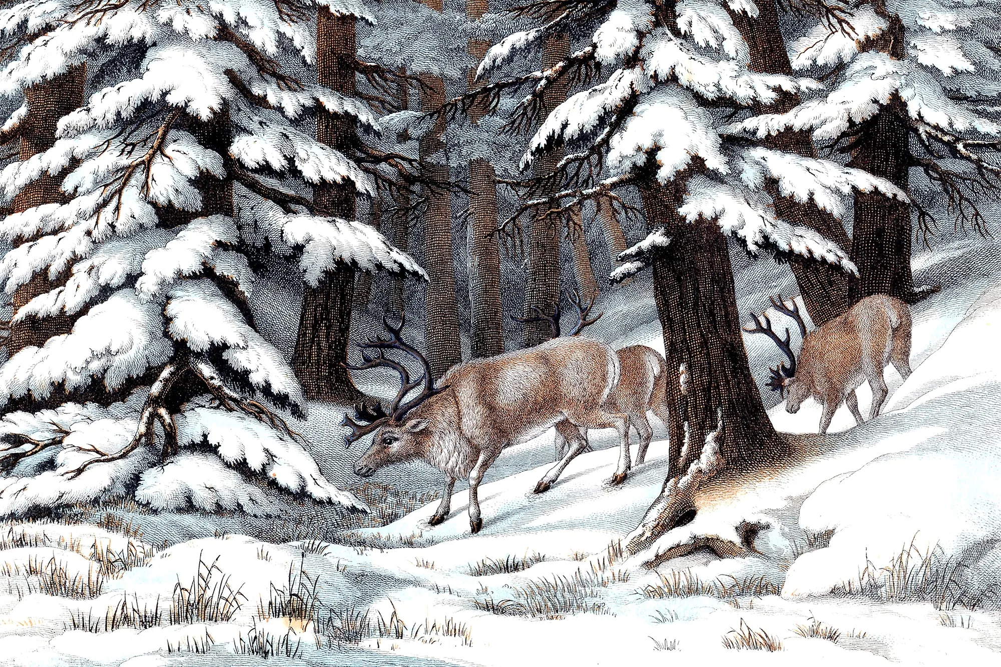 Snowy Reindeer