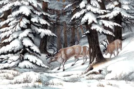 Snowy Reindeer